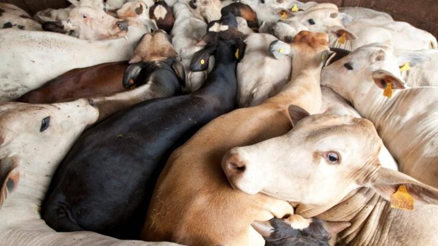 El Colegio de Veterinarios de Zaragoza desmiente que exista maltrato a los animales criados en España tras las palabras del ministro Garzón