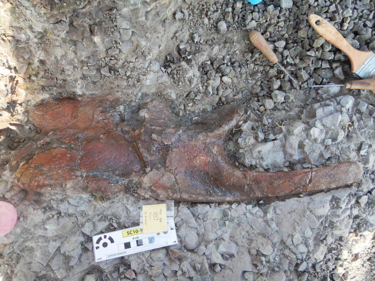 Costillas del dinosaurio ornitópodo de Estercuel en el yacimiento antes de ser extraído