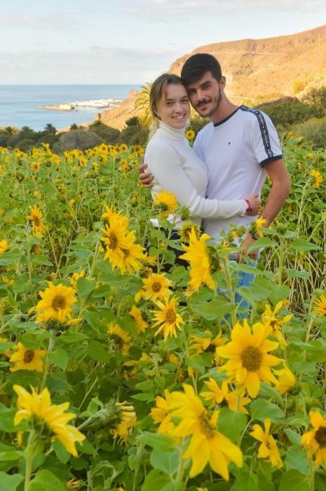 Girasoles en Guayedra (Agaete)