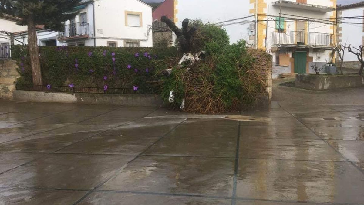 El álamo que se vino abajo en Villar de Plasencia.