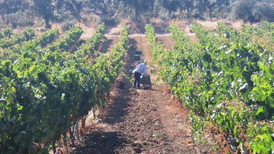 Jornaleros recogen uvas en un viñedo de la zona de Toro.