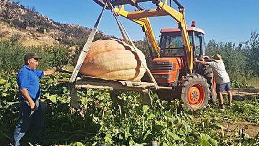 El tractor transporta una de las calabazas de Manuel Ramos.