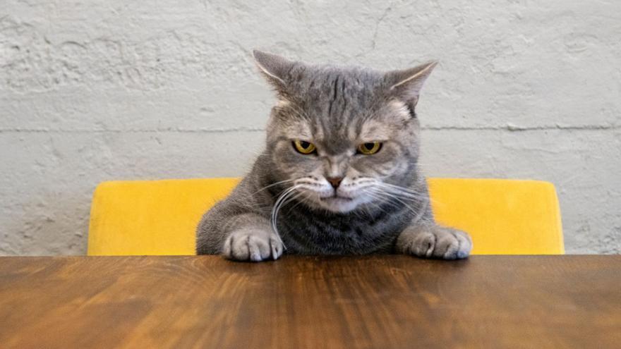 Revelado: las actitudes que tu gato odia de ti
