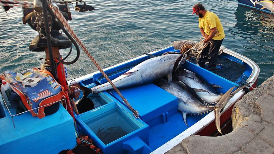 La flota pesquera de las Islas cierra  la peor zafra de atún de la historia