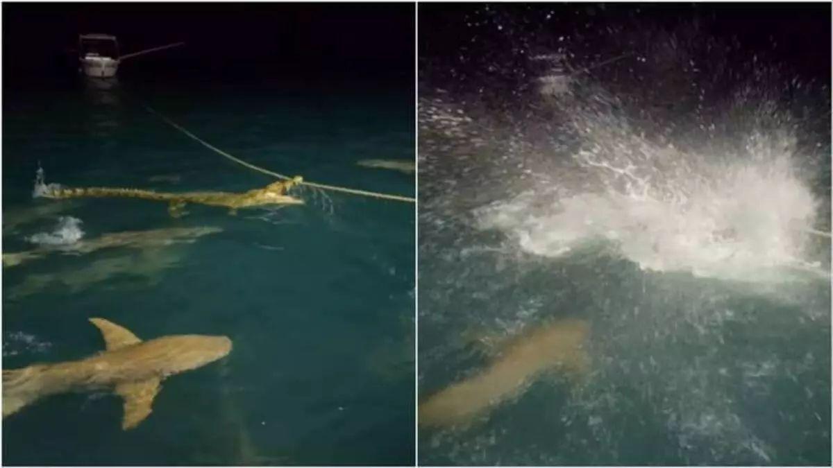 Tiburones vs Cocodrilo: el vídeo de la batalla que nadie esperaba en Australia.