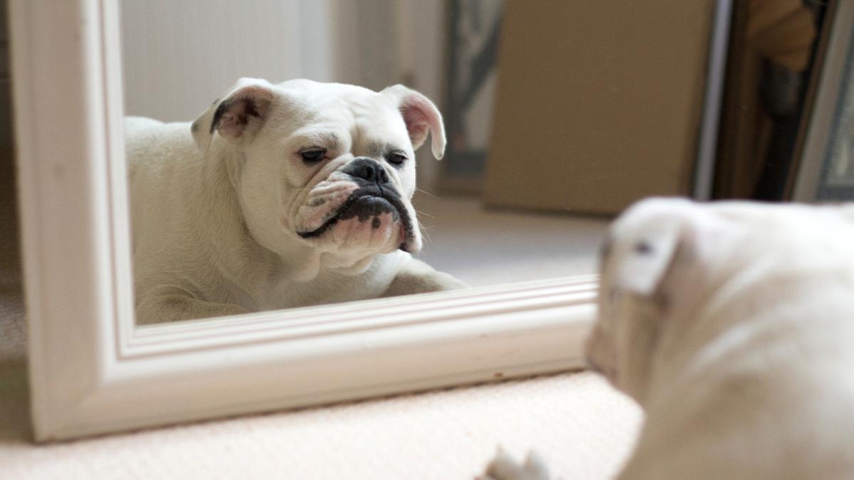 Los perros podrían tener conciencia de su propio cuerpo.