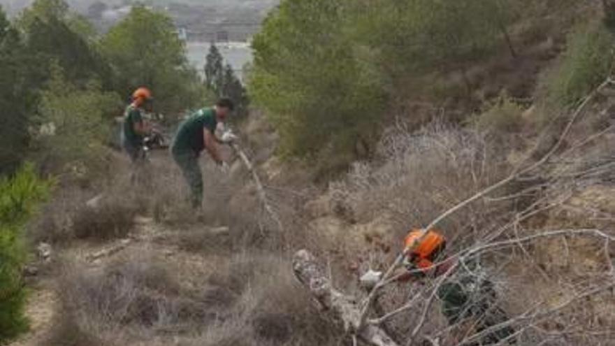 Operarios retiran pinos muertos en el Castillo de Guardamar.