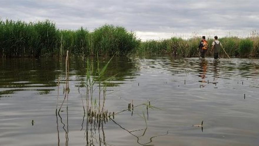 Un equipo de Acció Ecologista-Agró, buscando tortugas de Florida en el marjal de Rafalell i Vistabella.