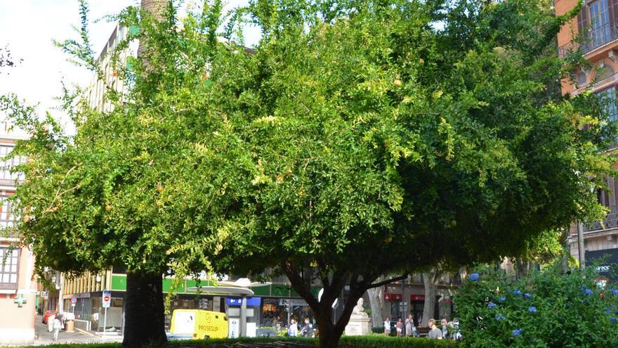 Cort plantará esta semana un centenar de árboles dentro de la iniciativa  'Un árbol por Europa'