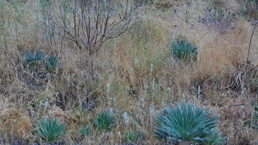 Varios ejemplares de tajinaste rojo en la cumbre de Gran Canaria.