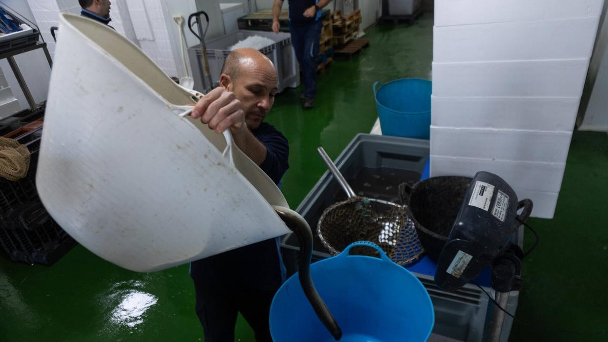 "La anguila está en peligro de extinción por las condiciones climáticas y ambientales, no por su captura"