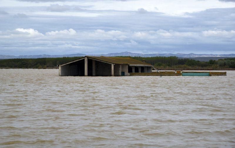 Impresionantes imágenes de la crecida del rio en Gelsa, Pinta y Quinto de Ebro