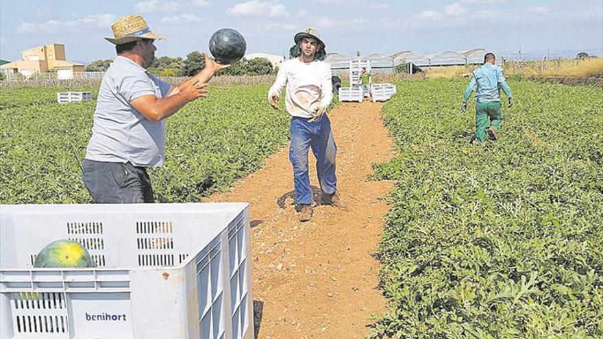 La superficie destinada a fruta de verano cae un 25% en solo un lustro en Castellón