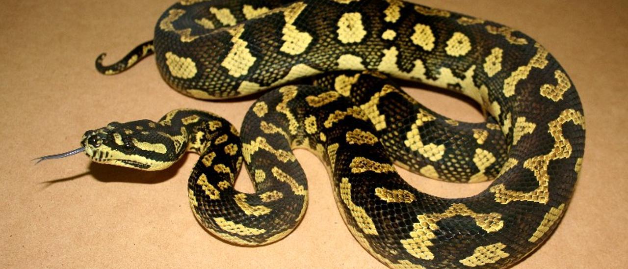 Hace años que está prohibida la comercialización de serpientes pitón porque es una especie vulnerable. Pero las que había antes de que se dispusiera esa prohibición están registradas