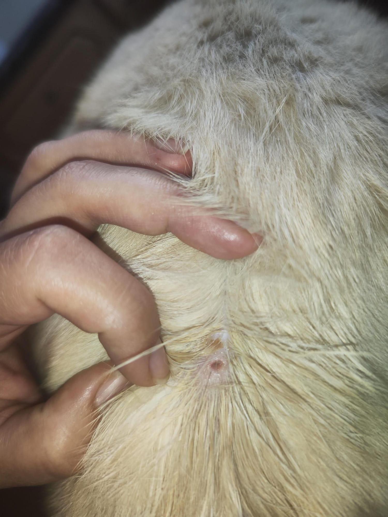 El impacto de un balín en el lomo de un gato.