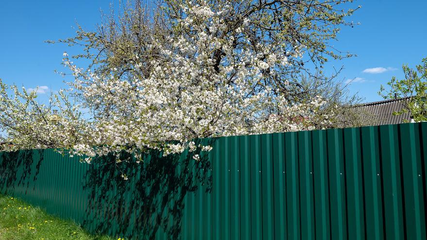 ¿Qué hago si quiero talar las ramas del árbol de un vecino que invaden mi jardín?