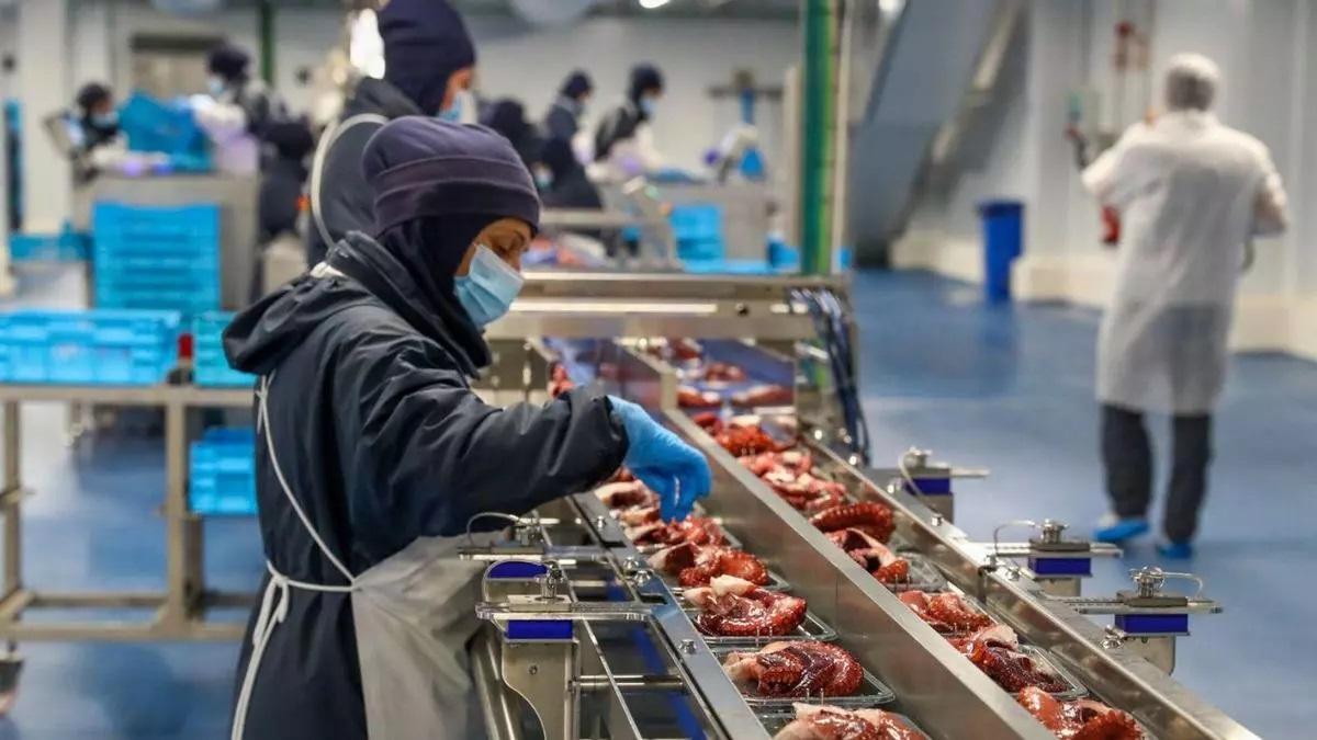Línea de envasado de pulpo en la factoría de Profand.