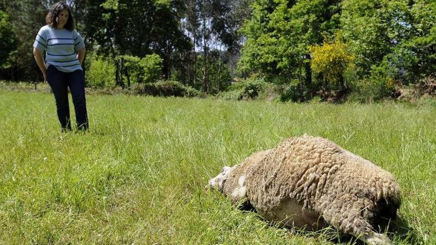 La dueña del rebaño masacrado en Presqueiras, ayer, ante los restos de los animales.  // Bernabé / Javier Lalín