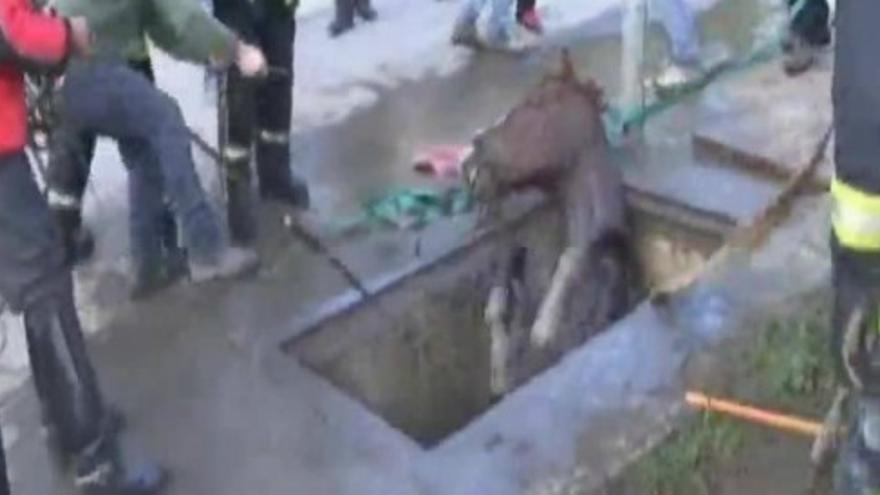 Rescatan a un caballo atrapado en una alcantarilla en Chile