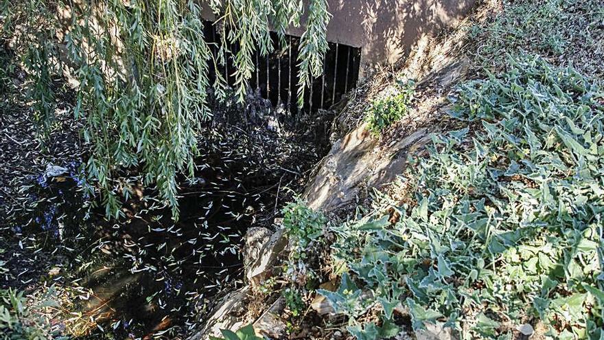 Aguas fecales en el arroyo de Valorio. | Nico Rodríguez