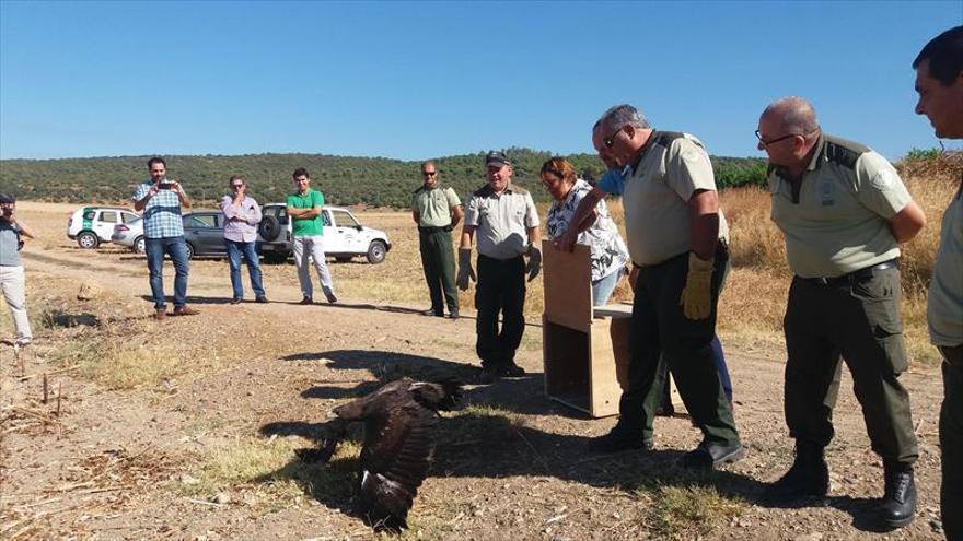 Liberan un águila real recuperada en el centro de Los Villares