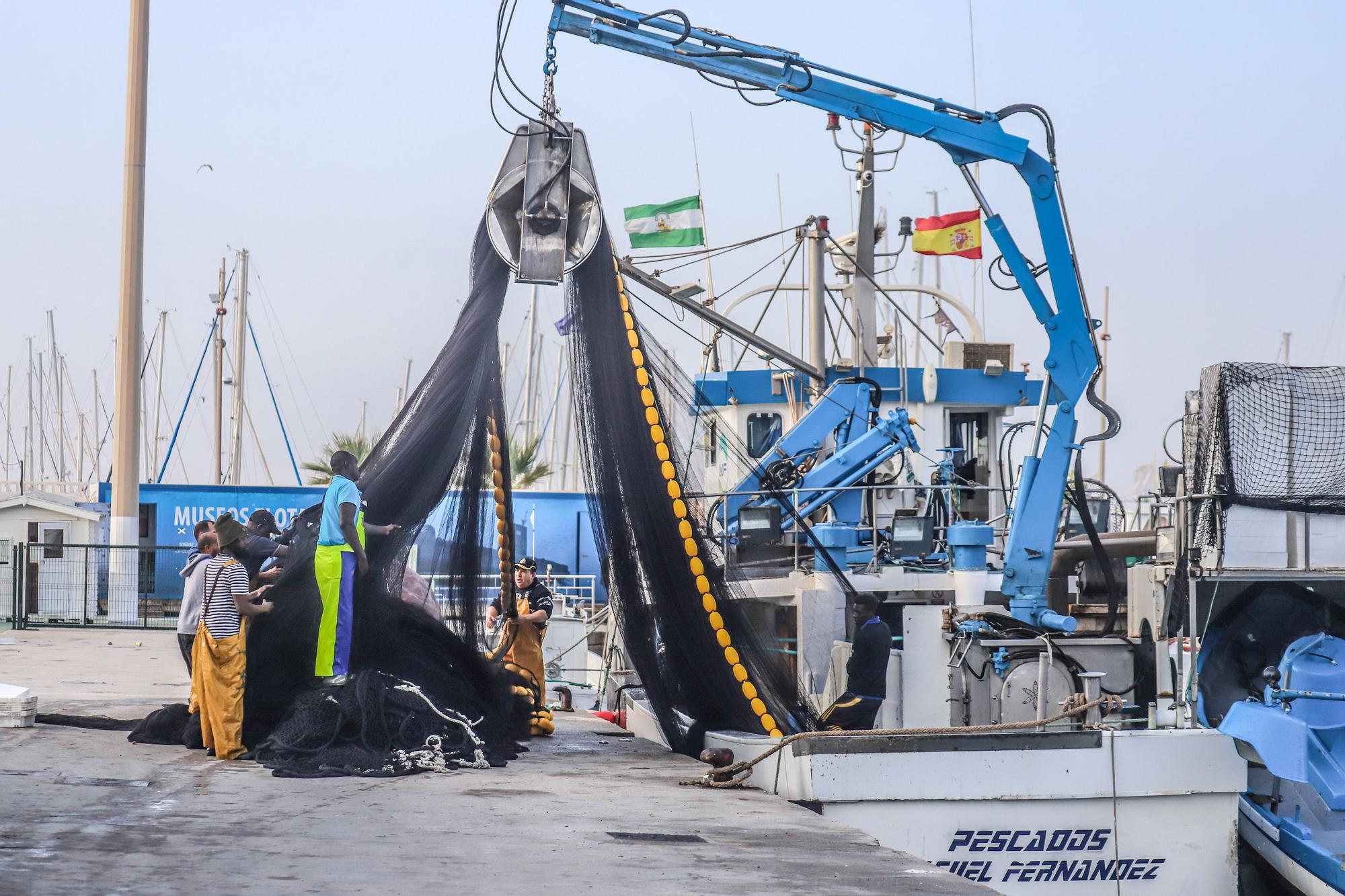 La subasta de la nueva lonja pesquera de Torrevieja se estrena con la venta de 13.000 kilos de boquerón y sardina