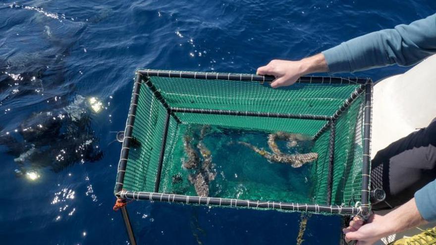 Projekt &quot;Kleine Haie&quot; lässt sechzehn Tiere im Meer vor Mallorca in die Freiheit schwimmen