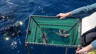 Projekt "Kleine Haie" lässt sechzehn Tiere im Meer vor Mallorca in die Freiheit schwimmen
