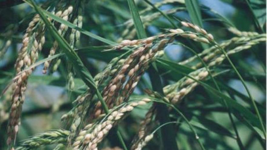 Ruta por los campos de arroz y visita al marjal