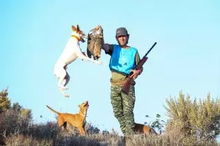 El Consell no logra frenar la sobrepoblación de conejo que causa cuantiosos daños a la agricultura alicantina