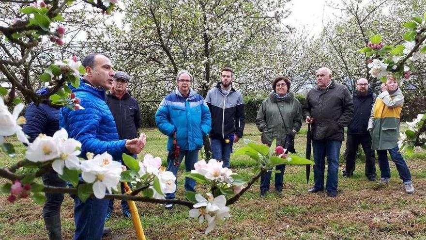 Los manzanos de la comarca, por fin en flor