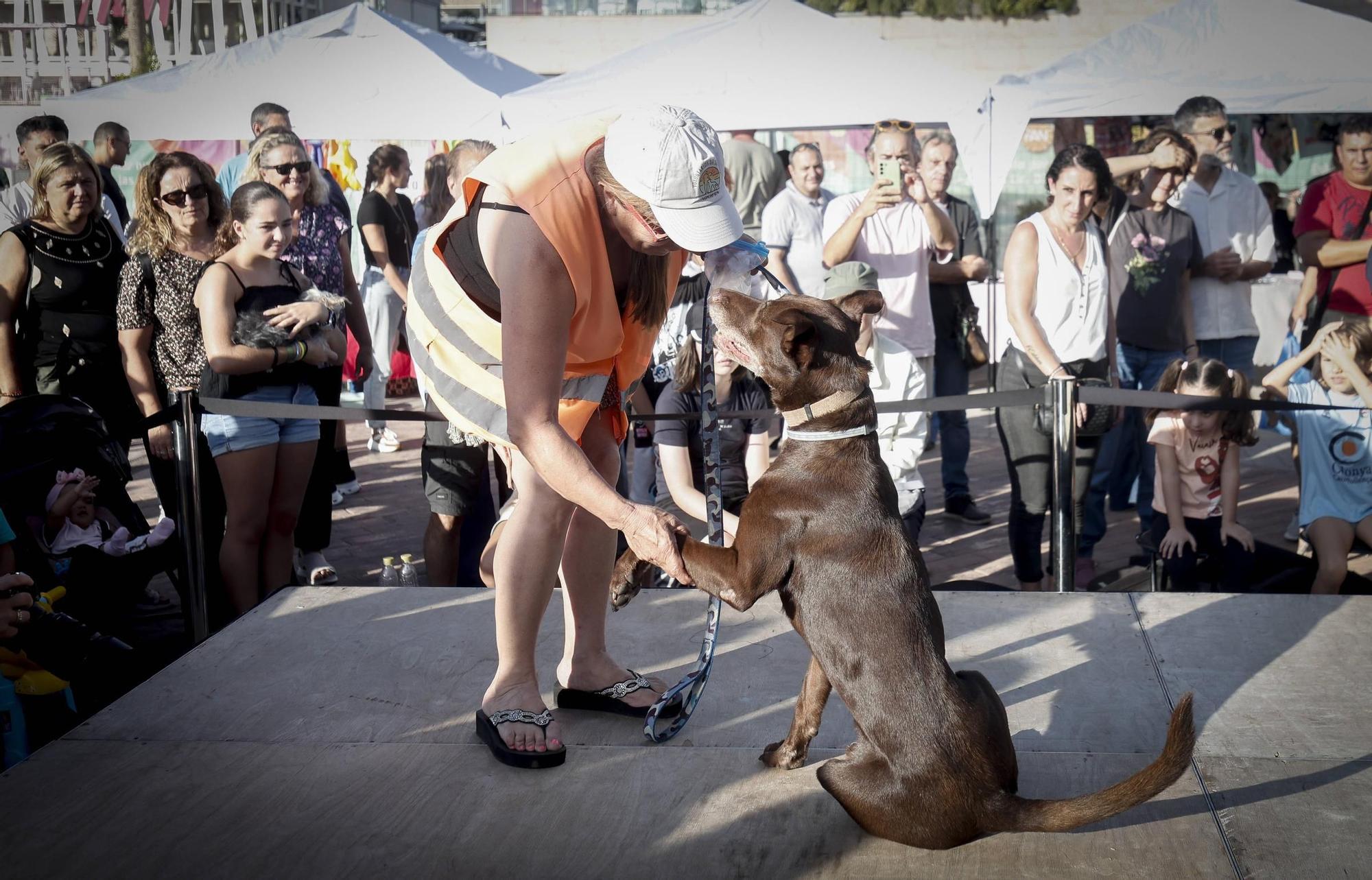 FOTOS | Desfile de Peluditos: Varios perros de Son Reus buscan un hogar