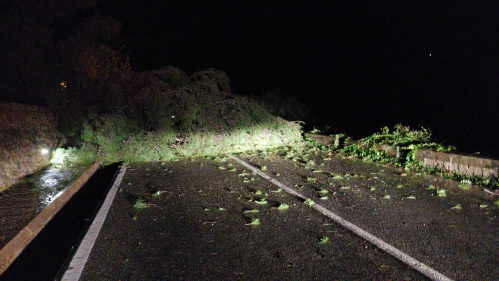 Cae un pino en Valldemossa