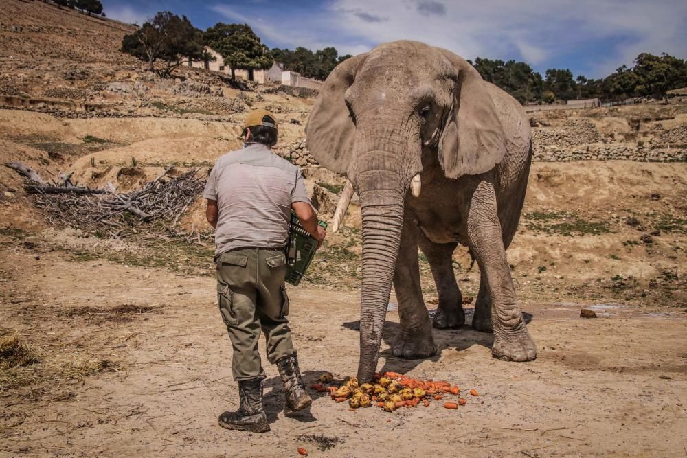 Un safari al límite por el coronavirus