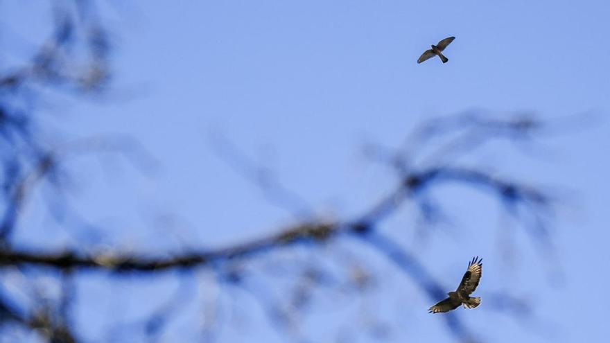 Los pinos finados de las medianías grancanarias