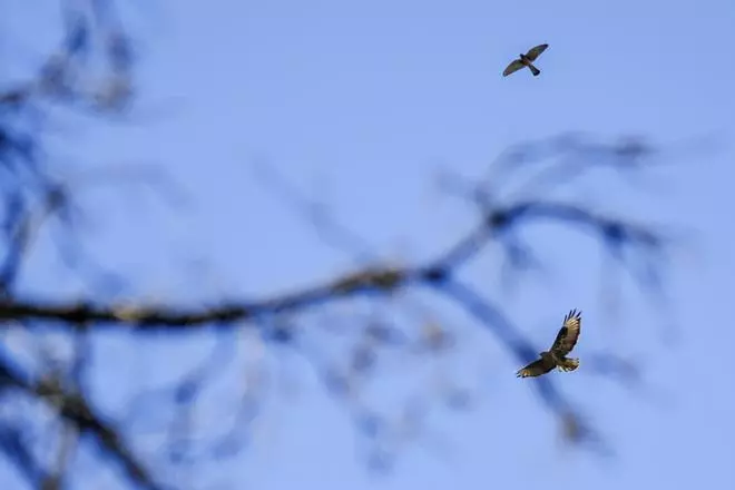 Los pinos finados de las medianías grancanarias
