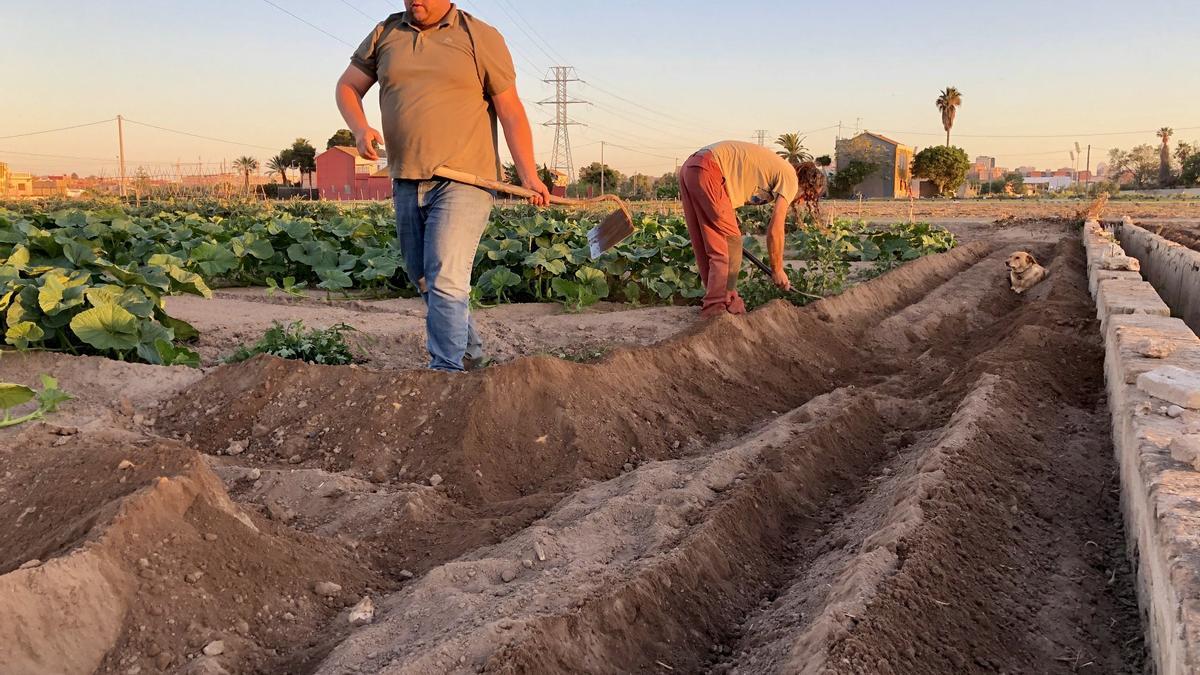 El agricultor de Guadassuar Ximo Herrero en una de sus parcelas, en una imagen de archivo.