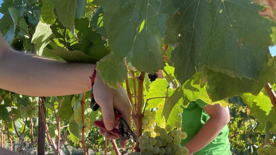 La Cooperativa de Viver organiza una vendimia tradicional para celebrar sus 40.000 kg de cosecha