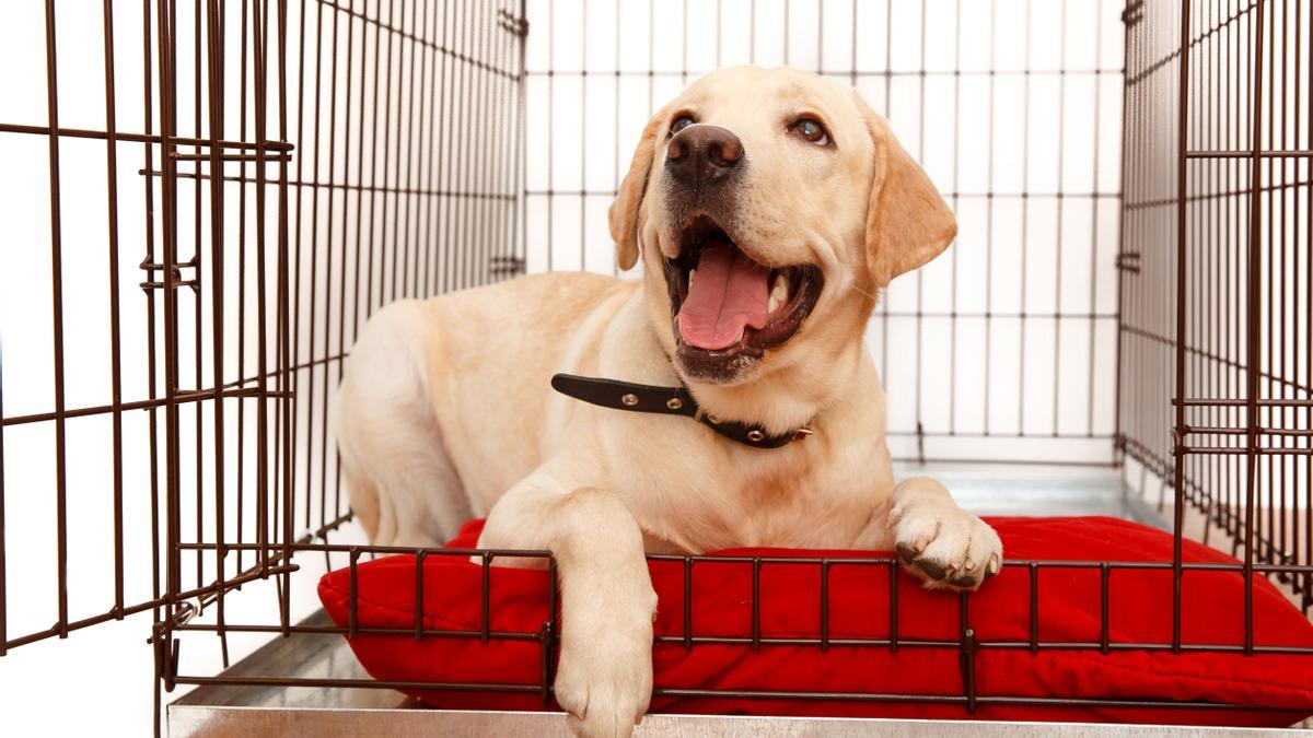 12 de febrero del 2021. UN CACHORRO DE PERRO LABRADOR EN UNA JAULA. PUPPY; PERRITO; CACHORRO; LABRADOR. adorable; animal; background; beautiful; big; bird; birdcage; black; box; boy; breed; brown; cage; care; carriage; carrier; case; contain; crate; cute; dog; driving; ears; empty; golden; happiness; happy; help; home; isolated; joy; kennel; labrador; language; lying; pet; plaid; puppy; retriever; sad; site; smile; spca; white; wire. FOTO DE 123RF