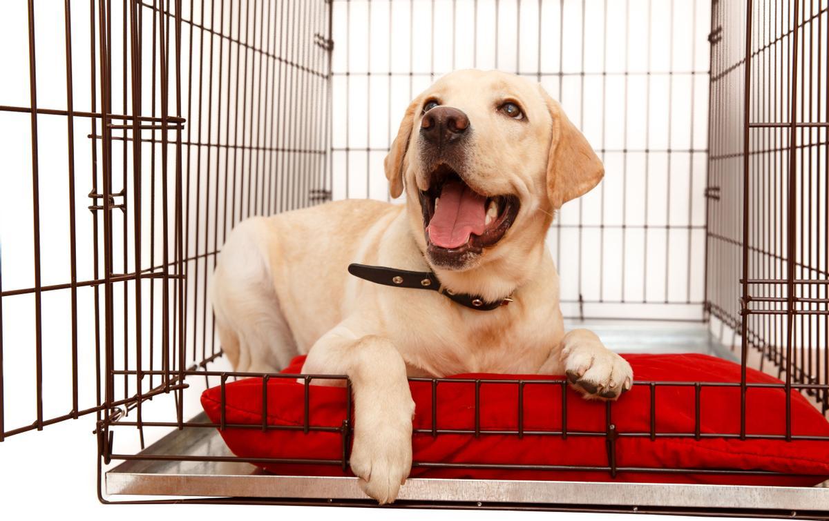 12 de febrero del 2021. UN CACHORRO DE PERRO LABRADOR EN UNA JAULA. PUPPY; PERRITO; CACHORRO; LABRADOR. adorable; animal; background; beautiful; big; bird; birdcage; black; box; boy; breed; brown; cage; care; carriage; carrier; case; contain; crate; cute; dog; driving; ears; empty; golden; happiness; happy; help; home; isolated; joy; kennel; labrador; language; lying; pet; plaid; puppy; retriever; sad; site; smile; spca; white; wire. FOTO DE 123RF