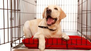 12 de febrero del 2021. UN CACHORRO DE PERRO LABRADOR EN UNA JAULA. PUPPY; PERRITO; CACHORRO; LABRADOR. adorable; animal; background; beautiful; big; bird; birdcage; black; box; boy; breed; brown; cage; care; carriage; carrier; case; contain; crate; cute; dog; driving; ears; empty; golden; happiness; happy; help; home; isolated; joy; kennel; labrador; language; lying; pet; plaid; puppy; retriever; sad; site; smile; spca; white; wire. FOTO DE 123RF