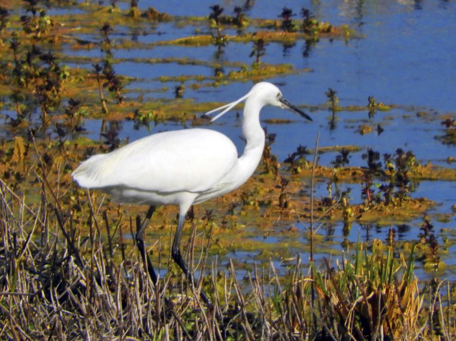 ‘Egretta garzetta’. Molts dies podem gaudir d’aquesta elegant au, tota de color blanc, menys el bec i les cames negres, que són ben negres. Sempre està al Parc de l'Agulla, molt a prop de l’aigua. Martinet blanc (Egretta garzetta).