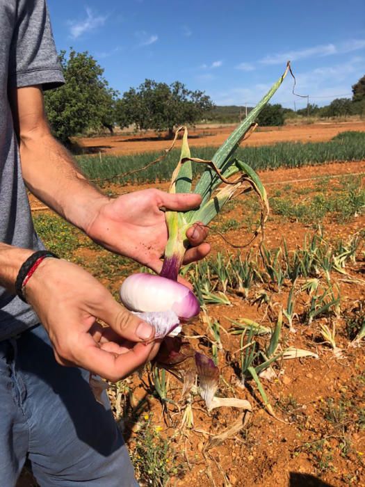 Campaña para impulsar el consumo de la cebolla roja de Ibiza