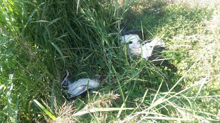 La Unidad Verde recoge 6 cigüeñas muertas alrededor de postes de luz
