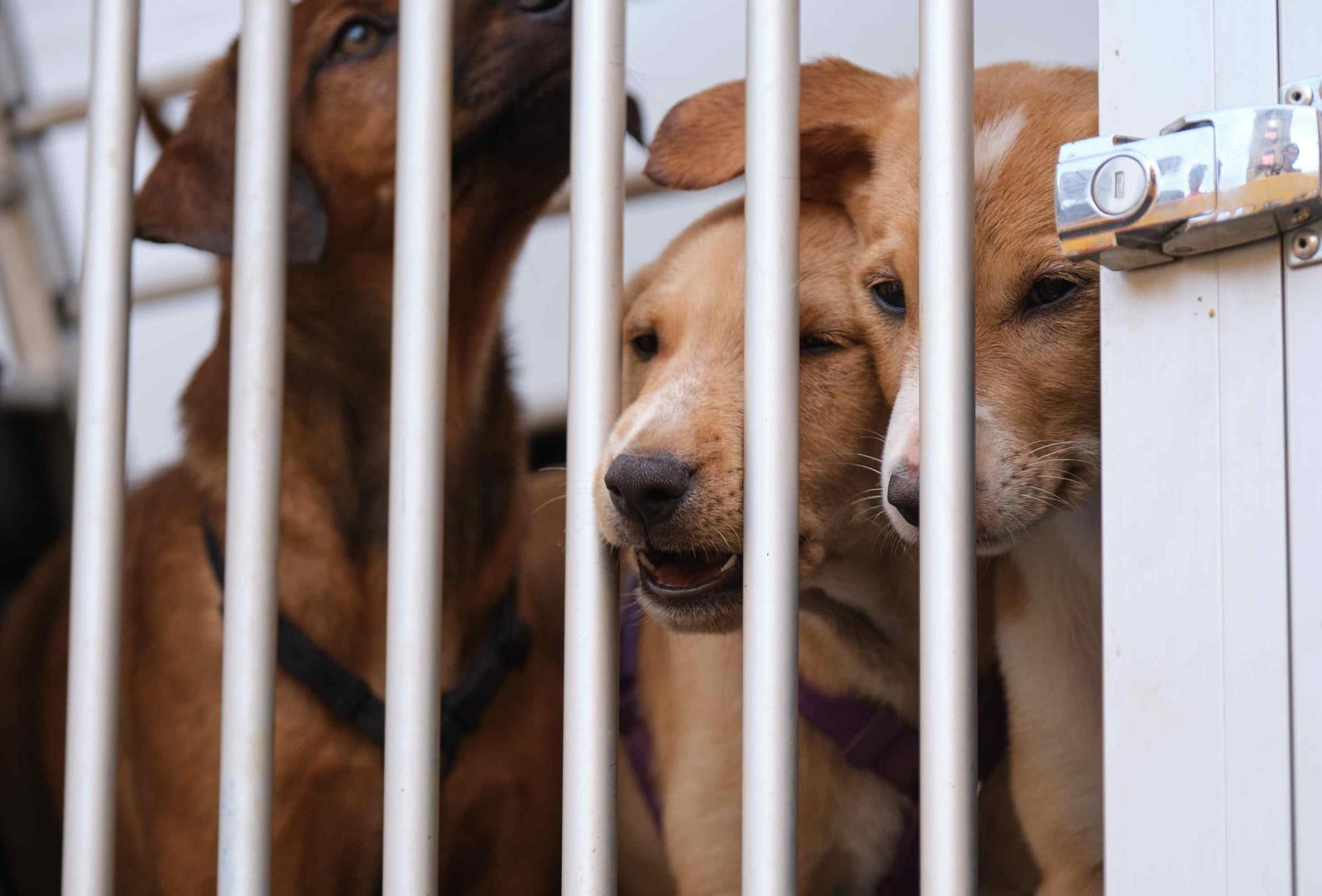 Feria de la Adopción de Mascotas de La Laguna
