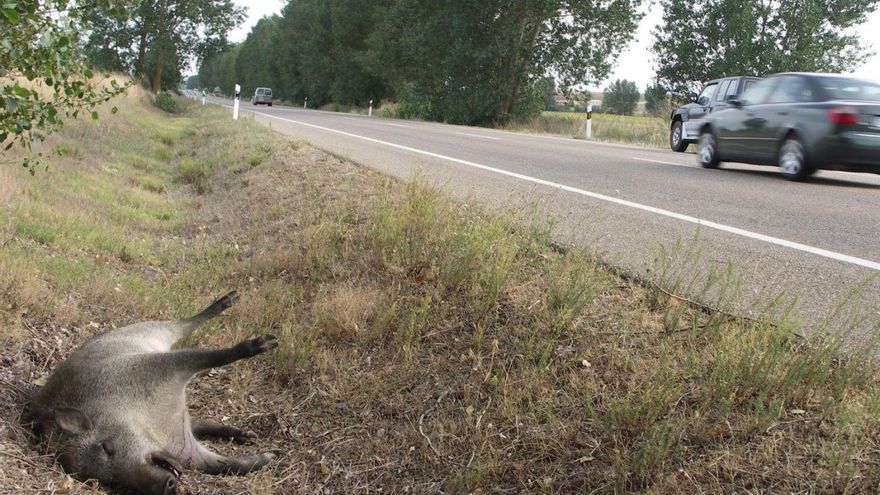 Un senglar mort al voral d’una carretera de Catalunya.