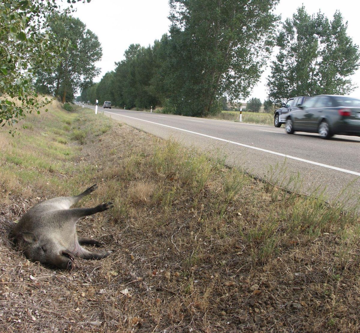 Els animals causen el doble de sinistres viaris que fa 10 anys Els animals causen el doble de sinistres viaris que fa 10 anys