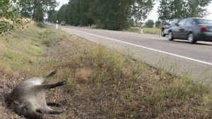 Els animals causen el doble de sinistres viaris que fa 10 anys