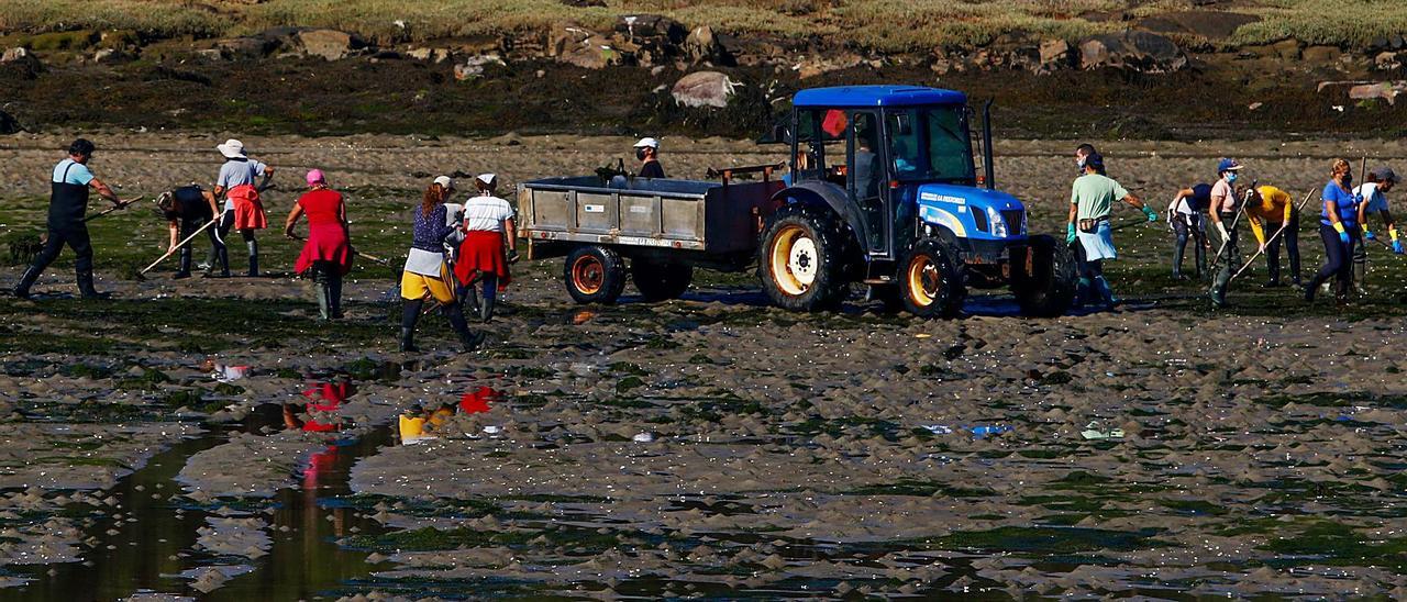 Las mariscadoras se afanan en limpiar la ensenada de O Esteiro para salvar su producción.