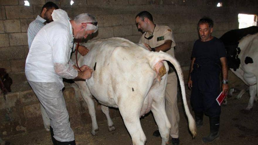 La misión de Líbano recibe ayuda de 4 veterinarios aragoneses